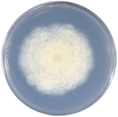 Rhizosphere Mortierella strain of alfalfa exerted weed growth inhibition by inducing expression of plant hormone-related genes